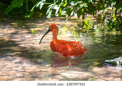 Roter Scharlach (Eudocimus ruber) Baden im Wasser