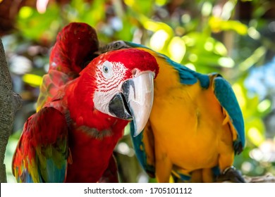 858 True Parrot Images, Stock Photos & Vectors | Shutterstock