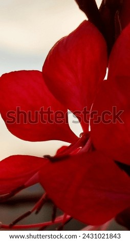 red scarlet petals flower, flora, botany plant