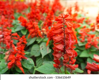 Red Scarlet Sage