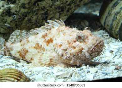 35 Large scaled scorpion fish Images, Stock Photos & Vectors | Shutterstock