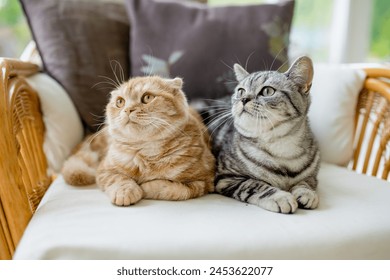 Red Scottish fold and British shorthair silver tabby cats having rest on a sofa in a living room. Adult domestic cats spending time indoors at home. Family pets at home. - Powered by Shutterstock