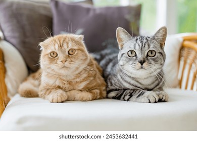 Red Scottish fold and British shorthair silver tabby cats having rest on a sofa in a living room. Adult domestic cats spending time indoors at home. Family pets at home. - Powered by Shutterstock