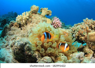 Red Sea Anemonefish in Bubble Anemone Stock Photo