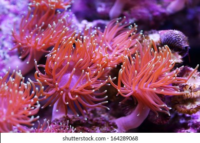 Red Sea Anemones On The Rocks