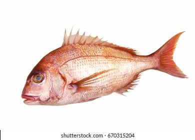 Red Sea Bream