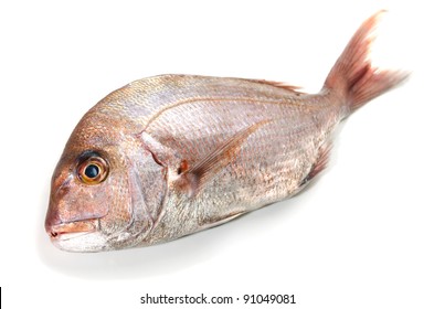 Red Sea Bream