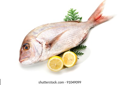 Red Sea Bream