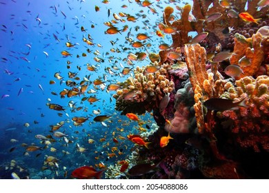 Red sea coral reef landscape with corals and damsel fishes