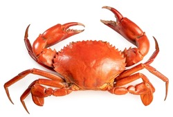 Red Sea Crab Isolated On White Background, Scylla Serrata Or Serrated Mud Crab On White With Clipping Path.