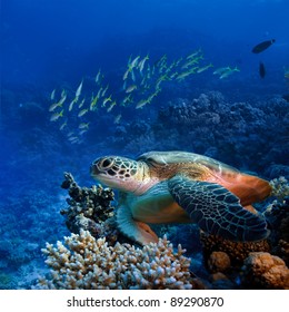 Red sea diving big sea turtle sitting on colorful coral reef