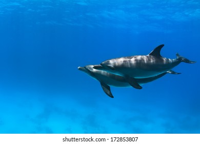 Red Sea Diving With Wild Dolphins Underwater In Deep Blue