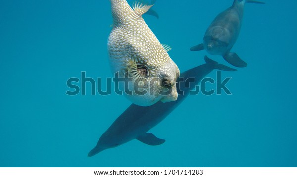 フグと遊ぶ赤海イルカ の写真素材 今すぐ編集