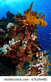 RED SEA - EGYPT - CORAL REEF - Shutterstock ID 676196485