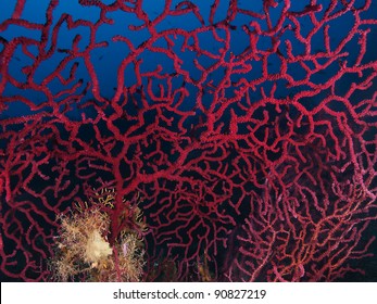 Red Sea Fan (Lohogorgia Ruberrima)