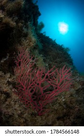 A Red Sea Fan In The Tuscan Sea