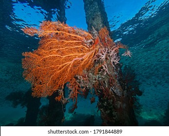 Red Sea Fan Under The Jetty