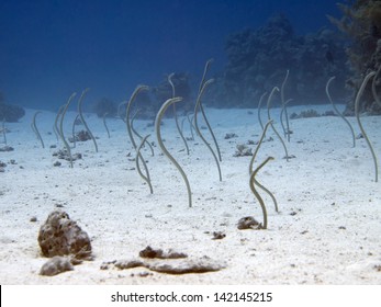 Red Sea Garden Eel