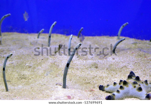 Red Sea Gardeneels Gorgasia Sillneri Aquarium Stock Photo Edit Now 537699691