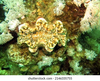 Red Sea Giant Clam Shell