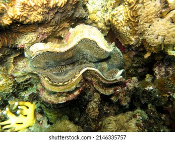 Red Sea Giant Clam Shell