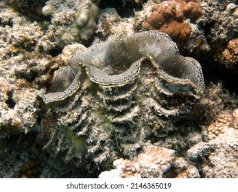 Red Sea Giant Clam Shell