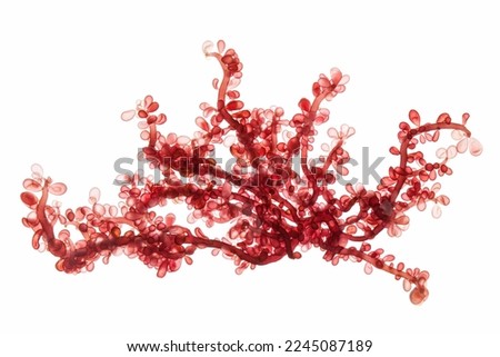 red sea grapes seaweed isolated on white background.