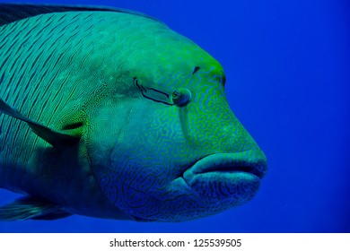 Red Sea Napoleon Fish Close Up Portrait