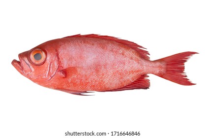 Red Sea Perch Or Bigeye Fish Isolated On White