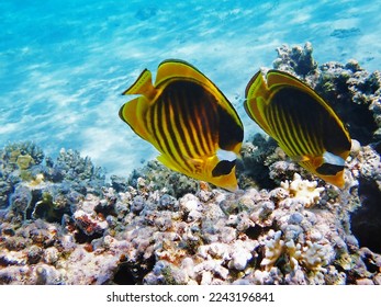 Red Sea raccoon butterflyfish -  (Chaetodon fasciatus)