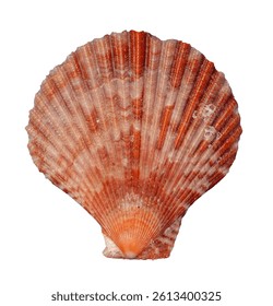 red sea shell element isolated