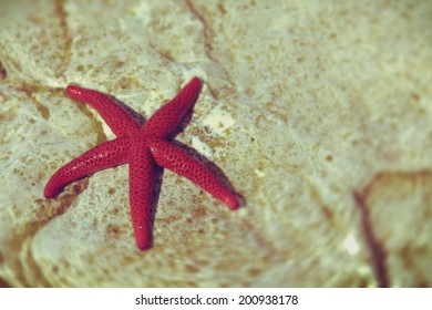 Red Sea Star 