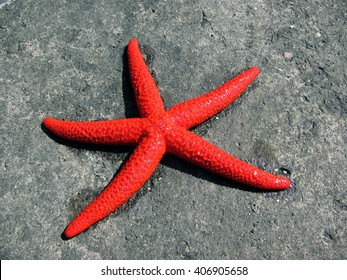 Red Sea Star