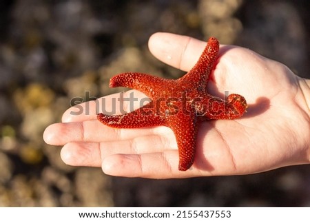 Similar – Foto Bild StarFish Seestern Meer