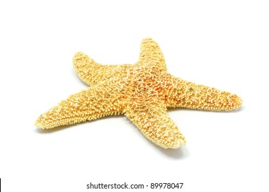 A Red Sea Star Isolated On White Background