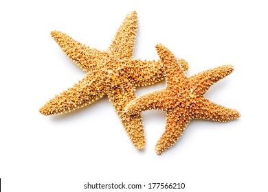 red sea stars isolated on white background