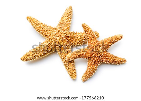 red sea stars isolated on white background