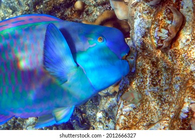 Red Sea Steephead Parrotfish Chlorurus Gibbus Stock Photo (Edit Now ...