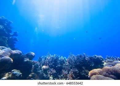 Red Sea Underwater Coral Reef With Fishes And Sunrays At The Surface