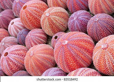 Red Sea Urchin Shells