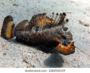 Red Sea Walkman, also known as sea goblin, demon stinger or devil stinger, is a Western Pacific member of the Inimicus genus of venomous fishes, closely related to the true stone fishes