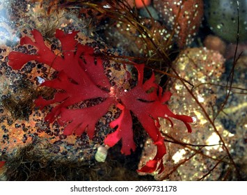 Red Sea Weed Lying In Rock Pool At Low Tide