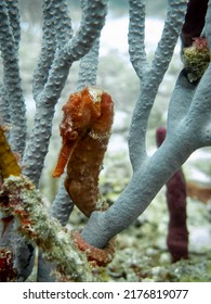 Red Seahorse In The Caribbean