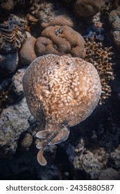 En las profundidades del Mar Rojo en Egipto, el rayo torpedo de mármol se desliza sigilosamente. Su cuerpo elegante, adornado con patrones intrincados, oculta potentes órganos eléctricos.