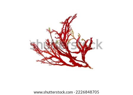Red seaweed or algae branch isolated on white.