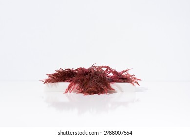 Red Seaweed Gelidium Agar Agar. Kanten on a white stone. Light background - Shutterstock ID 1988007554