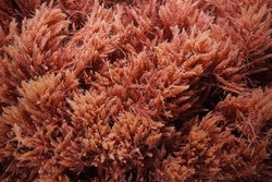 Red Seaweed, Harpoon Weed, Asparagopsis Armata, Underwater In The Atlantic Ocean, Natural Scene, France