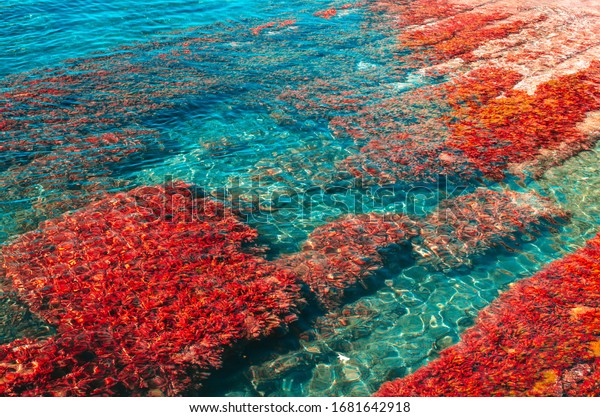 Red seaweed on the bottom of the blue\
sea. Summer marine background with copy\
space