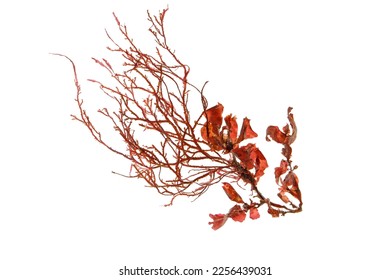 Red seaweed or rhodophyta algae branch isolated on white - Shutterstock ID 2256439031