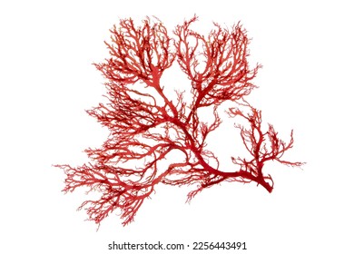 Red seaweed or rhodophyta algae branch isolated on white - Shutterstock ID 2256443491